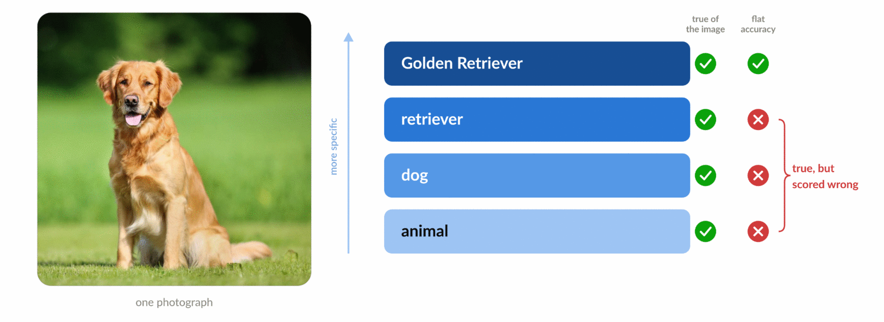 Four levels of specificity for one photograph, all true of the image, but flat accuracy marks three of them wrong